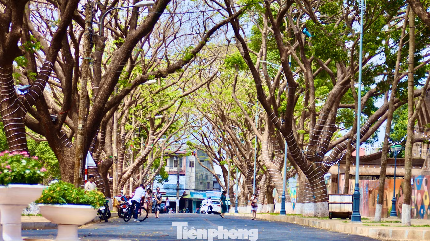 Tuyến đường Phan Đình Giót nổi bật với hàng cây me cổ thụ.