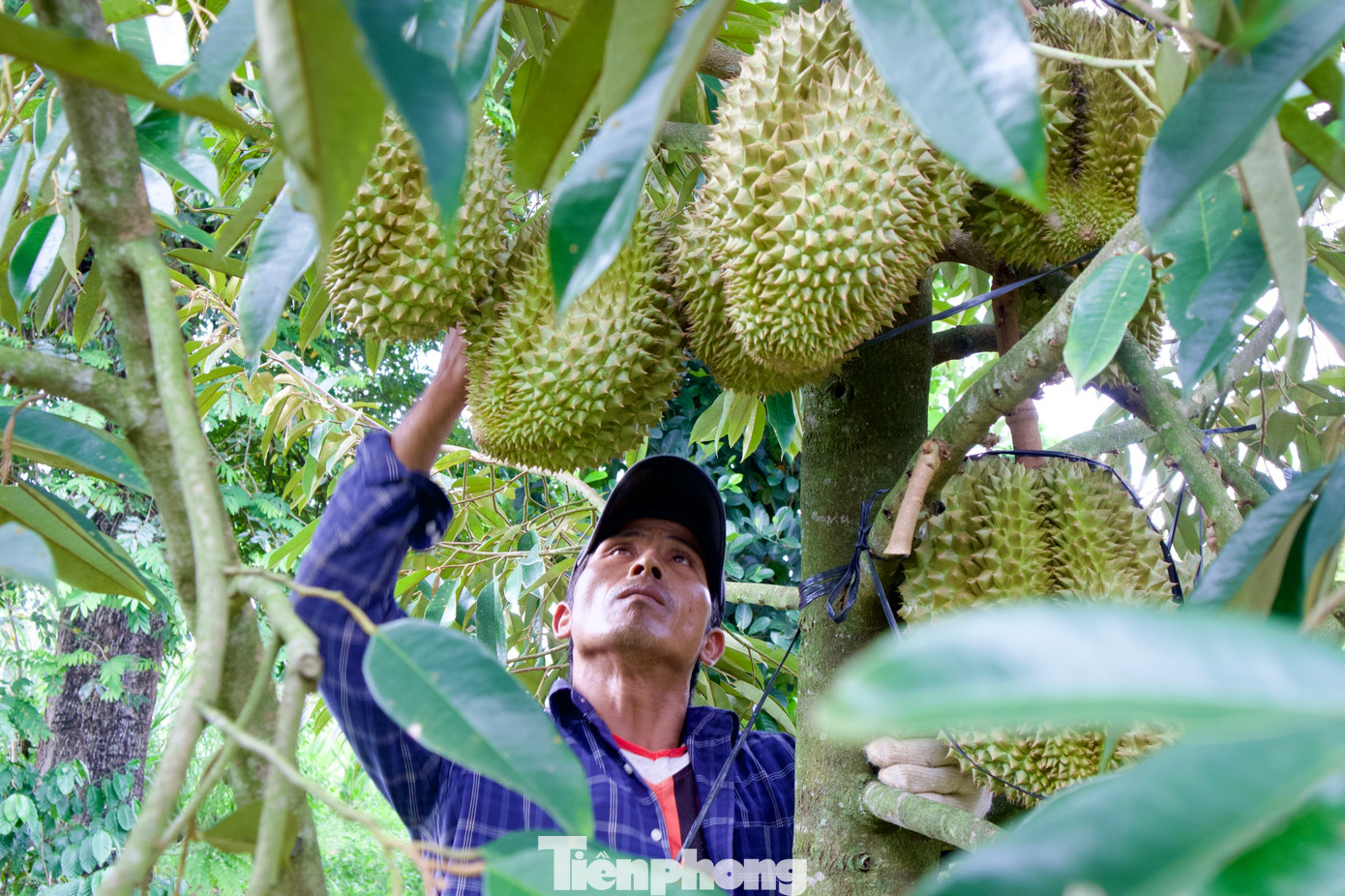 Năm nay, sầu riêng được giá không chỉ mang lại niềm vui cho nông dân mà còn mang lại thu nhập cao cho những người làm nghề “gõ” sầu riêng. Với những người có kinh nghiệm “gõ” có thể kiếm từ 1-3 triệu đồng/người/ngày.