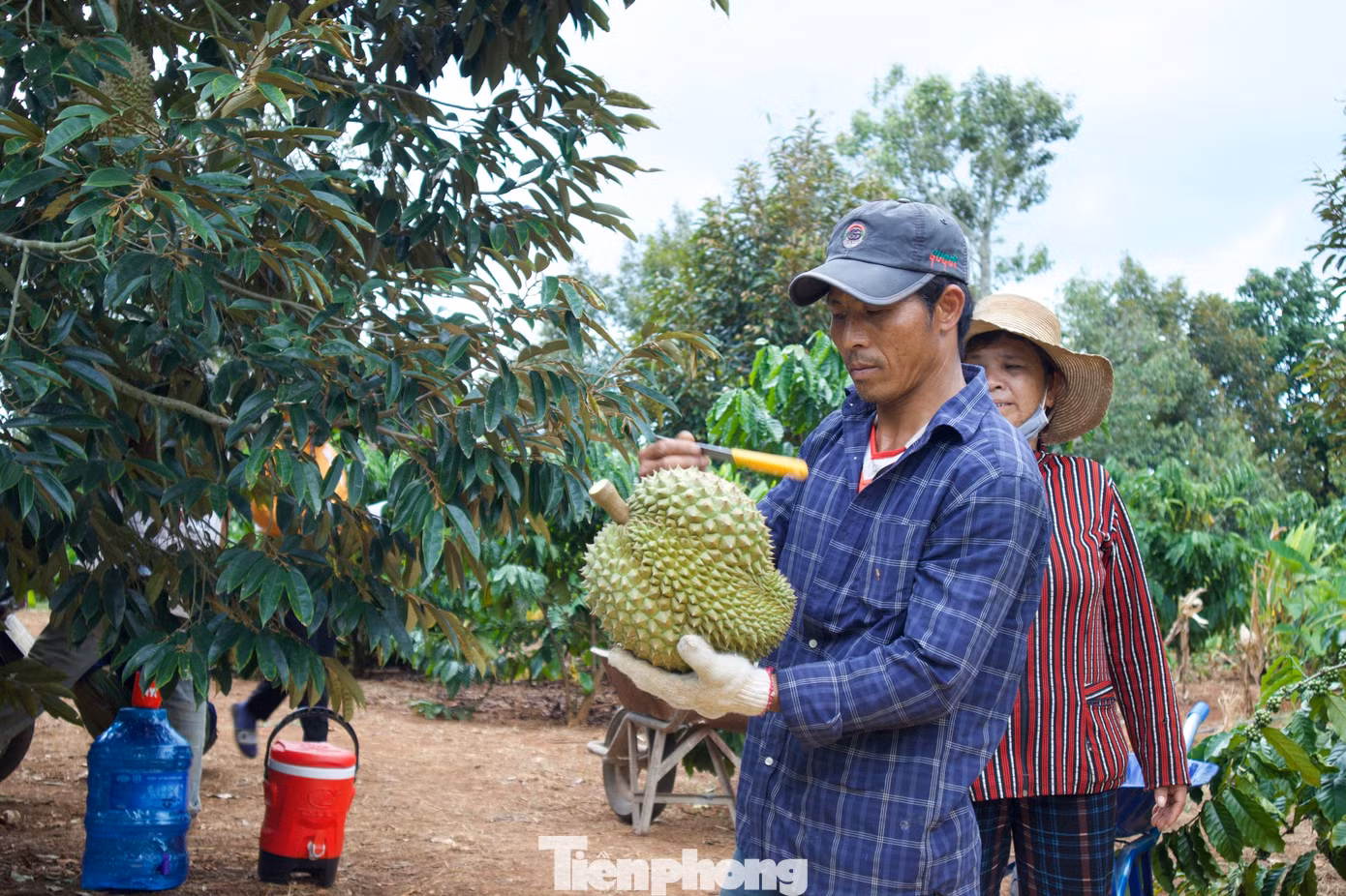 Người thợ "gõ" kiểm tra, phân loại từng quả sầu riêng để tính tiền cho người dân