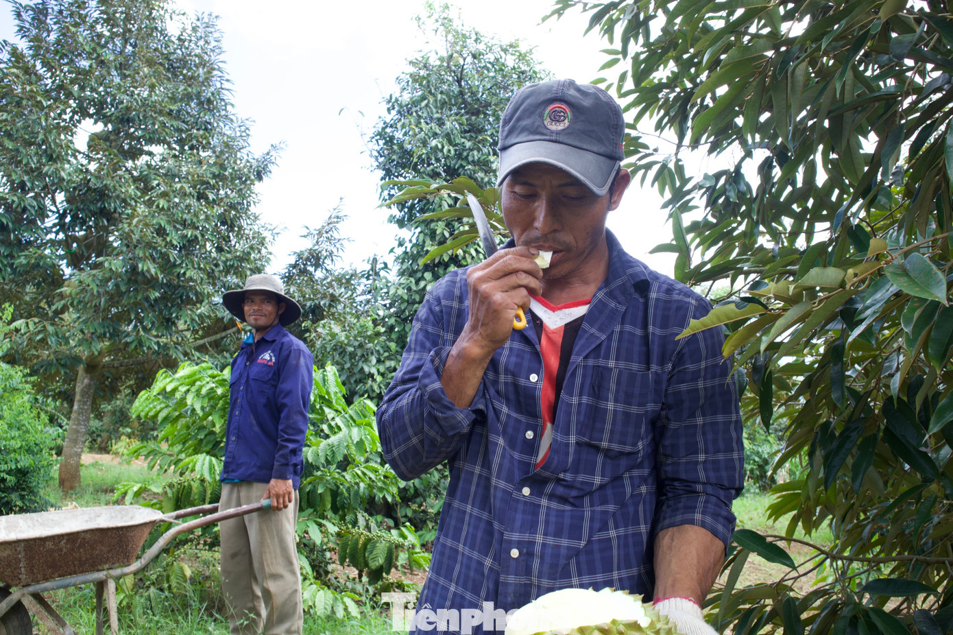 Làm nghề "gõ" sầu riêng hơn 10 năm, ông Cao Thành Nam (SN 1976, thôn Tân Trung, xã Ea Kênh, huyện Krông Pắc) cho biết, người hái sầu phải “thẩm định” được trái chín, trái già, trái non và gom đủ số lượng xuất hàng theo yêu cầu của thương lái.
