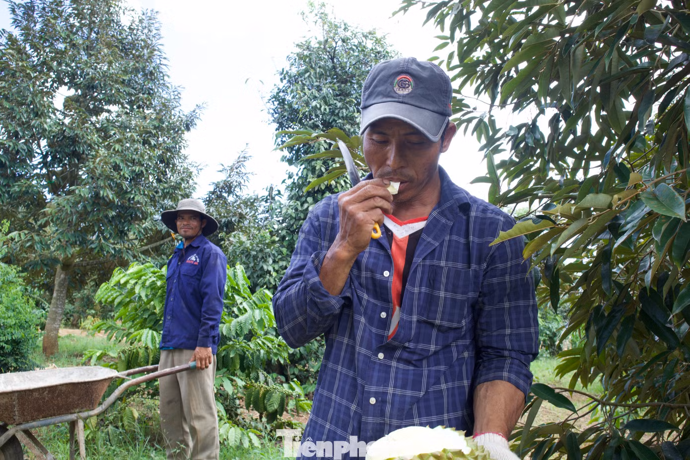 Làm nghề "gõ" sầu riêng hơn 10 năm, ông Cao Thành Nam (SN 1976, thôn Tân Trung, xã Ea Kênh, huyện Krông Pắc) cho biết, người hái sầu phải “thẩm định” được trái chín, trái già, trái non và gom đủ số lượng xuất hàng theo yêu cầu của thương lái.