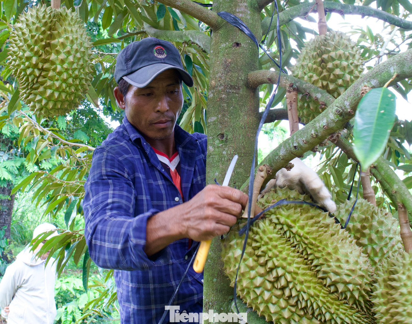 Hiện nay, Đắk Lắk đang trong mùa vụ thu hoạch sầu riêng - “vua” của các loại trái cây. Tuy nhiên, việc thu hái sầu gặp nhiều khó khăn, nguy hiểm nên loại quả này rất kén người “thẩm định”.