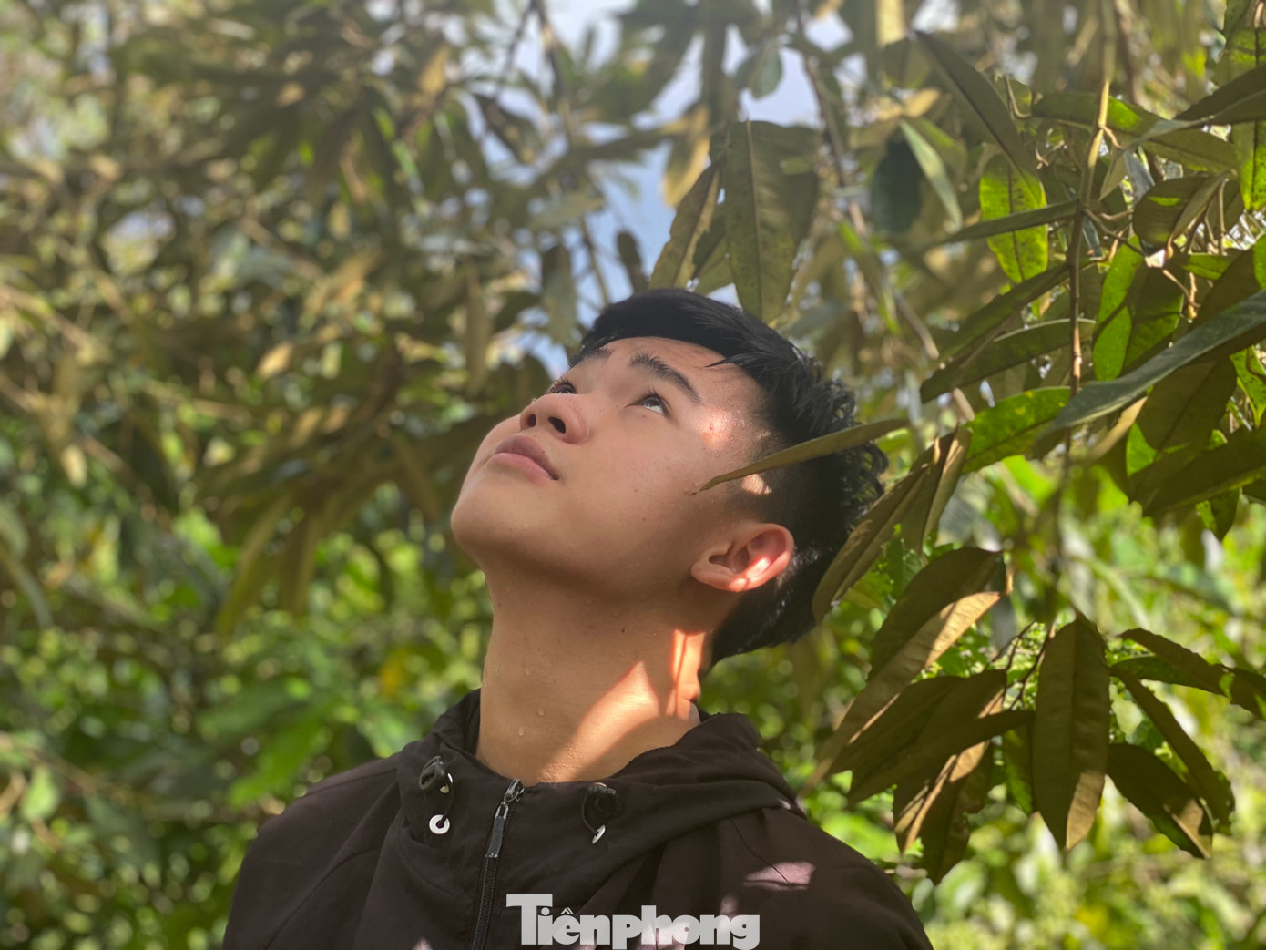 Cùng đội hái thuê, em Bùi Quang Minh (17 tuổi, xã Ea Yông, huyện Krông Pắc) cho hay, để đưa trái sầu riêng từ cao xuống đất, người hứng quả phải phối hợp với thợ "gõ" thật khéo léo và cẩn thận, tránh để trái bị xây xước, dập nát không bán được. Người hứng quả nếu đứng dưới không chú ý quan sát dễ bị cây khô, quả sầu riêng rớt trúng người.