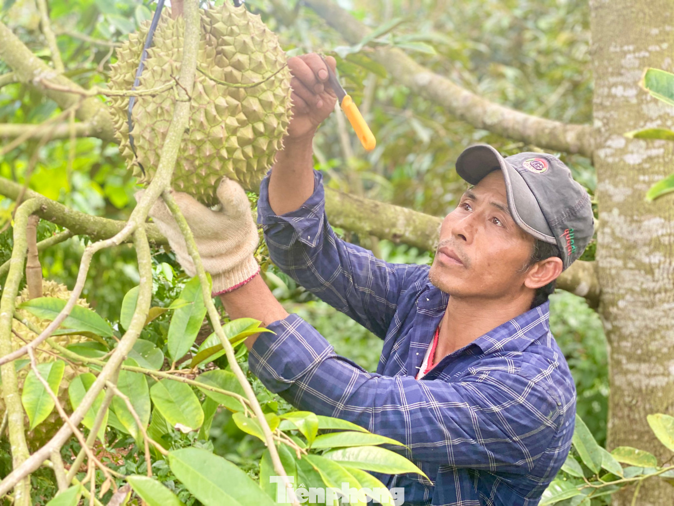 Theo ông Nam, sầu riêng chỉ cần ngửi mùi thấy thơm là biết trái đã chín nhưng cái tài của người hái là phải biết thẩm định quả từ lúc chưa ngửi thấy mùi thơm. Gõ dao lên trái nghe “bộp bộp” như trống tức là trái đã bắt đầu chín, phải hái để tiêu thụ ở thị trường gần nhằm bảo đảm chất lượng khi đến tay người tiêu dùng; khi gõ nghe chát, đanh cứng “coong coong”, “boong boong” nghĩa là trái sầu riêng chưa chín, thợ hái phải hiểu được trái già đủ độ để cắt hay chưa.