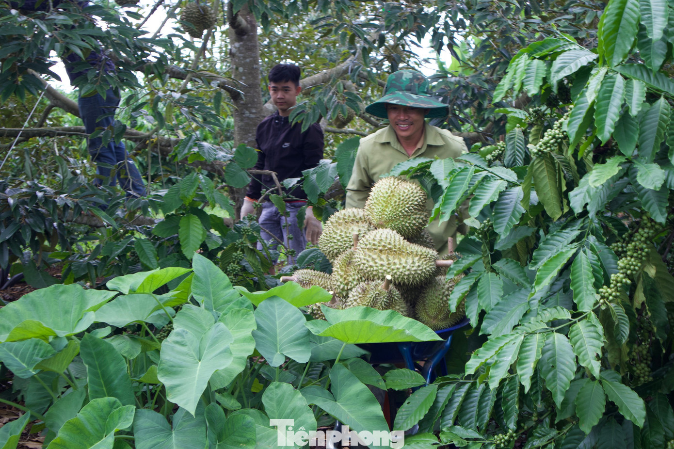 Việc vận chuyển sầu riêng bằng xe rùa từ vườn ra bãi tập kết gặp nhiều khó khăn