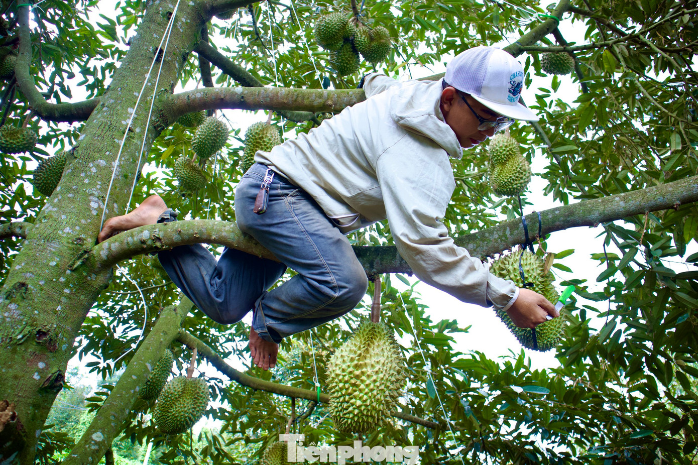 Người thợ "gõ" trái sầu riêng