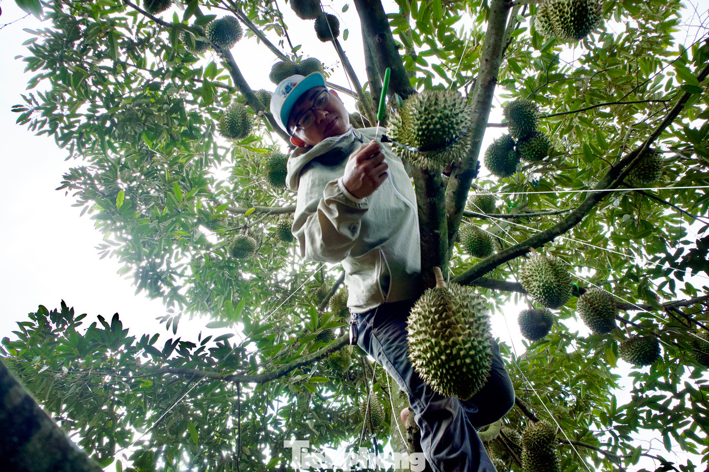 Anh Bùi Tấn Thông (25 tuổi, xã Ea Yông, huyện Krông Pắc) cho rằng, nghề “gõ” sầu riêng tiền công cao nhưng bị kiến cắn, sâu ngứa. Nếu không cẩn thận, người thợ "gõ" có thể bị trừ tiền vì làm gãy cành, rụng trái.