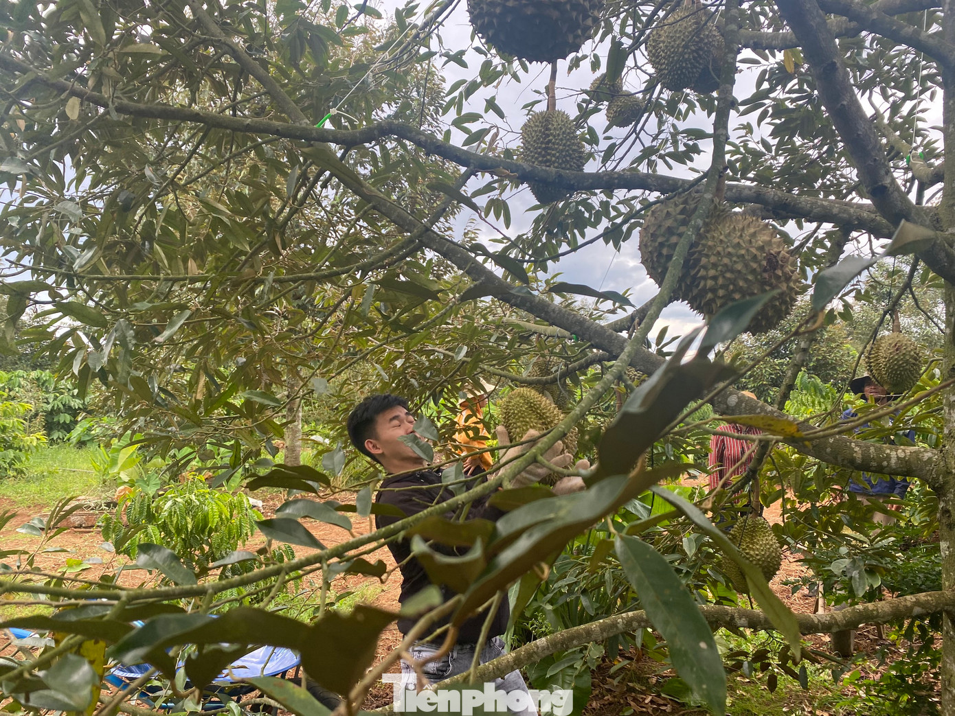 Nín thở đỡ những trái sầu riêng nặng từ 3-6kg rơi từ trên cao xuống.