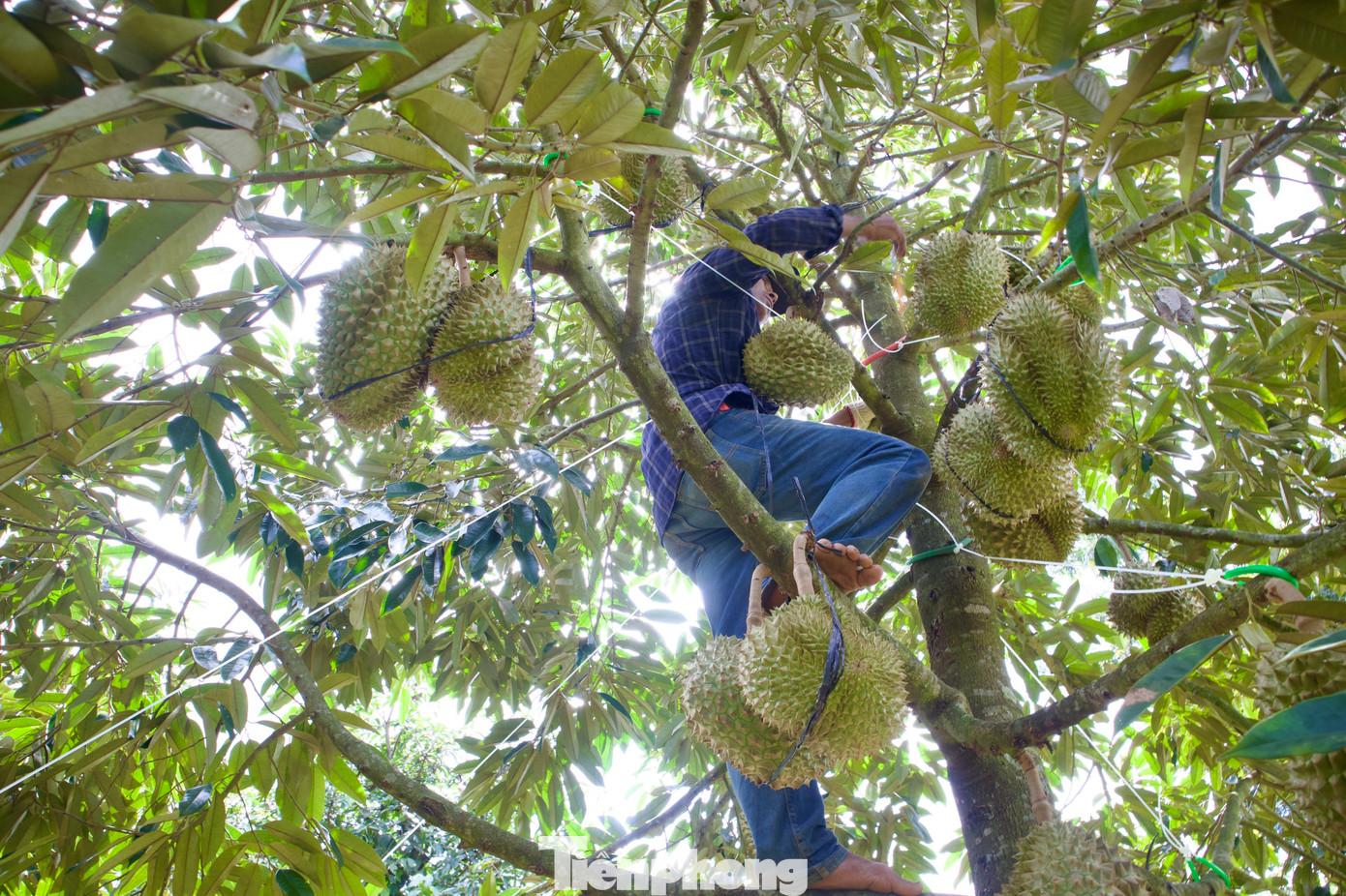 “Tuy nhiên, người theo nghề luôn phải cẩn thận, tập trung, đặc biệt phải biết lựa thế để trèo lên cây, chọn cành chắc chắn để bám nhằm hạn chế tai nạn xảy ra. Những vườn cây trên 20 năm, cây cao từ 7-12m trái ở xa, cành có nhiều rêu bám, dễ gãy nên chúng tôi luôn cẩn thận để tránh gặp phải tai nạn nghề nghiệp", ông Nam chia sẻ thêm.