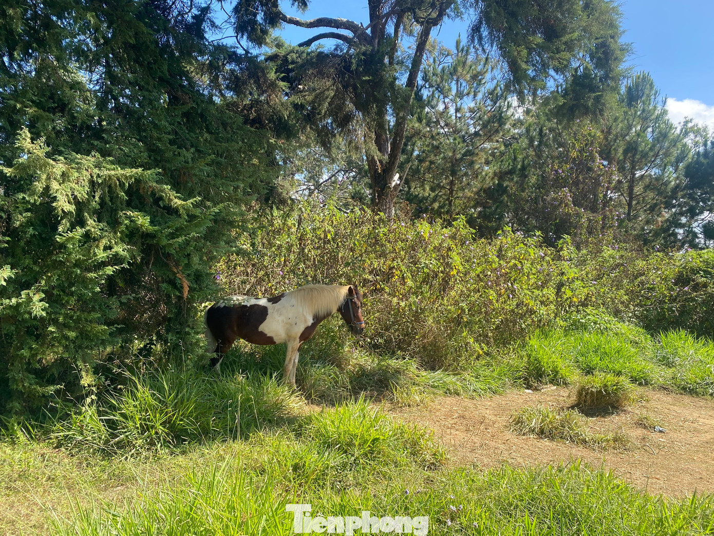 Người dân chăn thả ngựa ở khu vực Dinh tỉnh trưởng. Khu vực này có mùi hôi bởi phân, nước tiểu của ngựa.