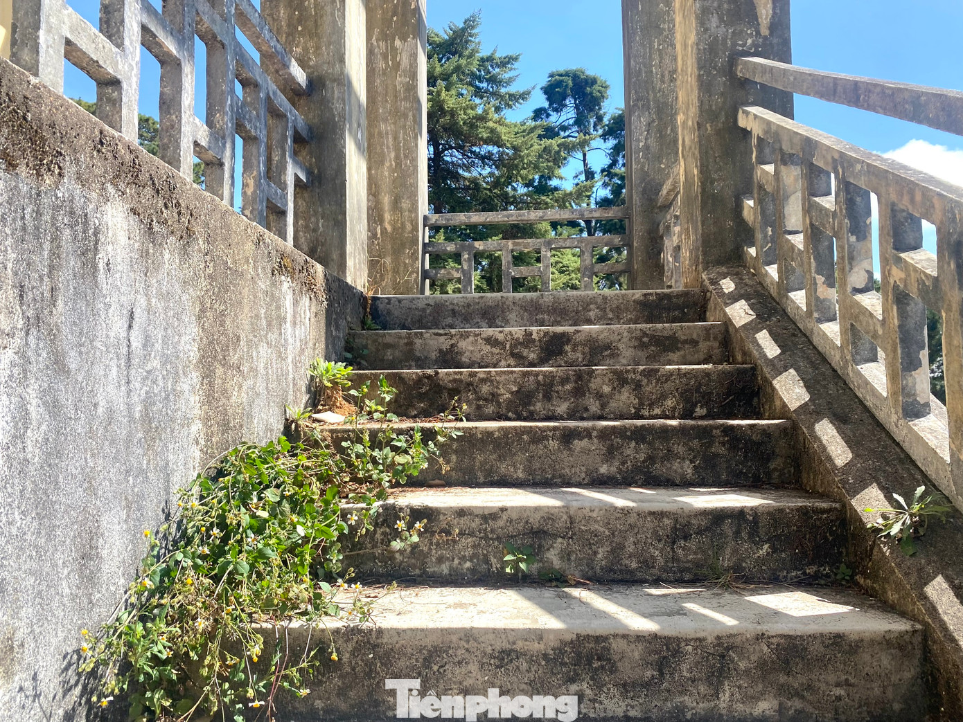 Cỏ dại mọc trên cầu thang, quanh khu vực Dinh tỉnh trưởng