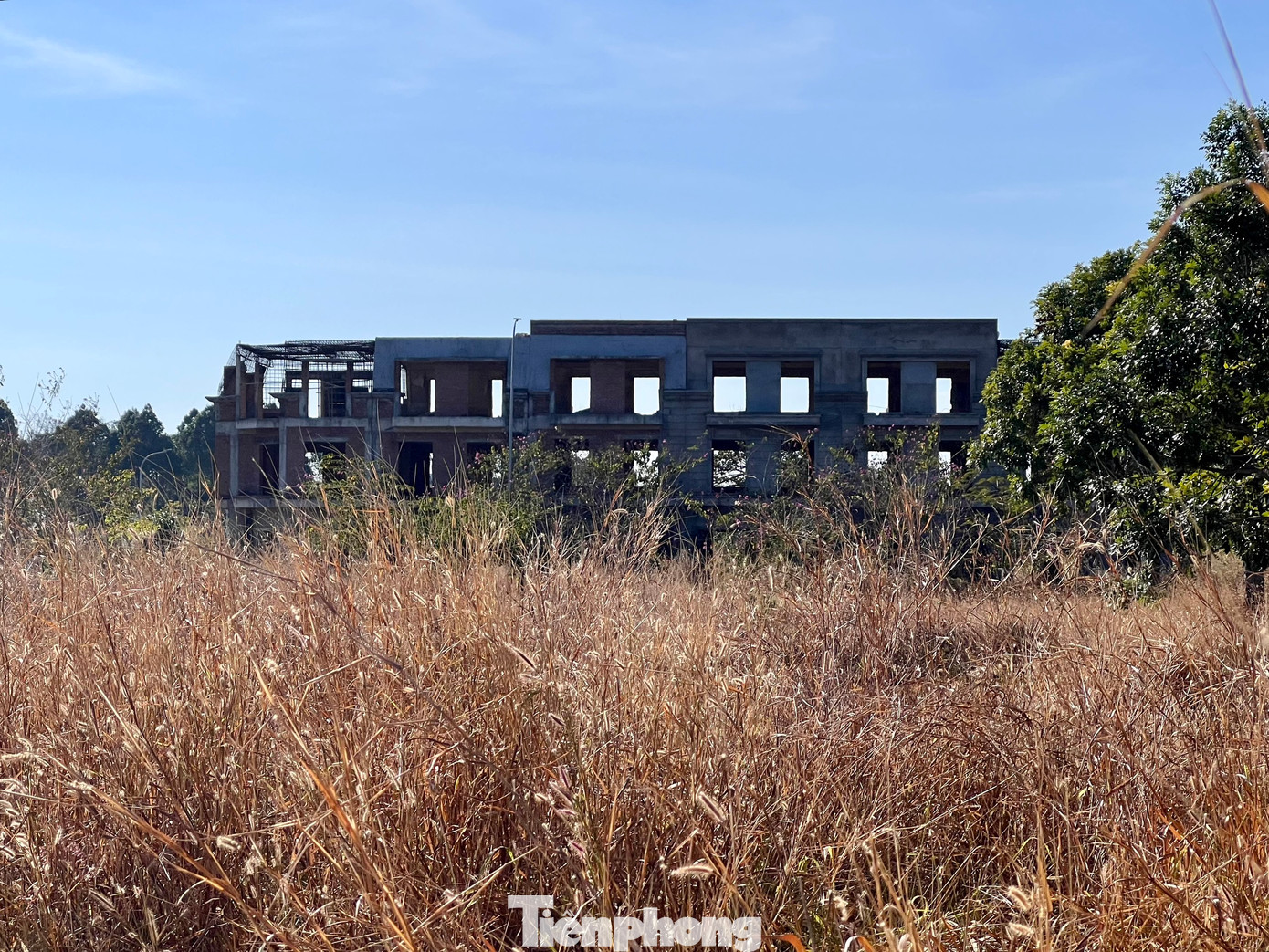 Cỏ dại mọc um tùm.