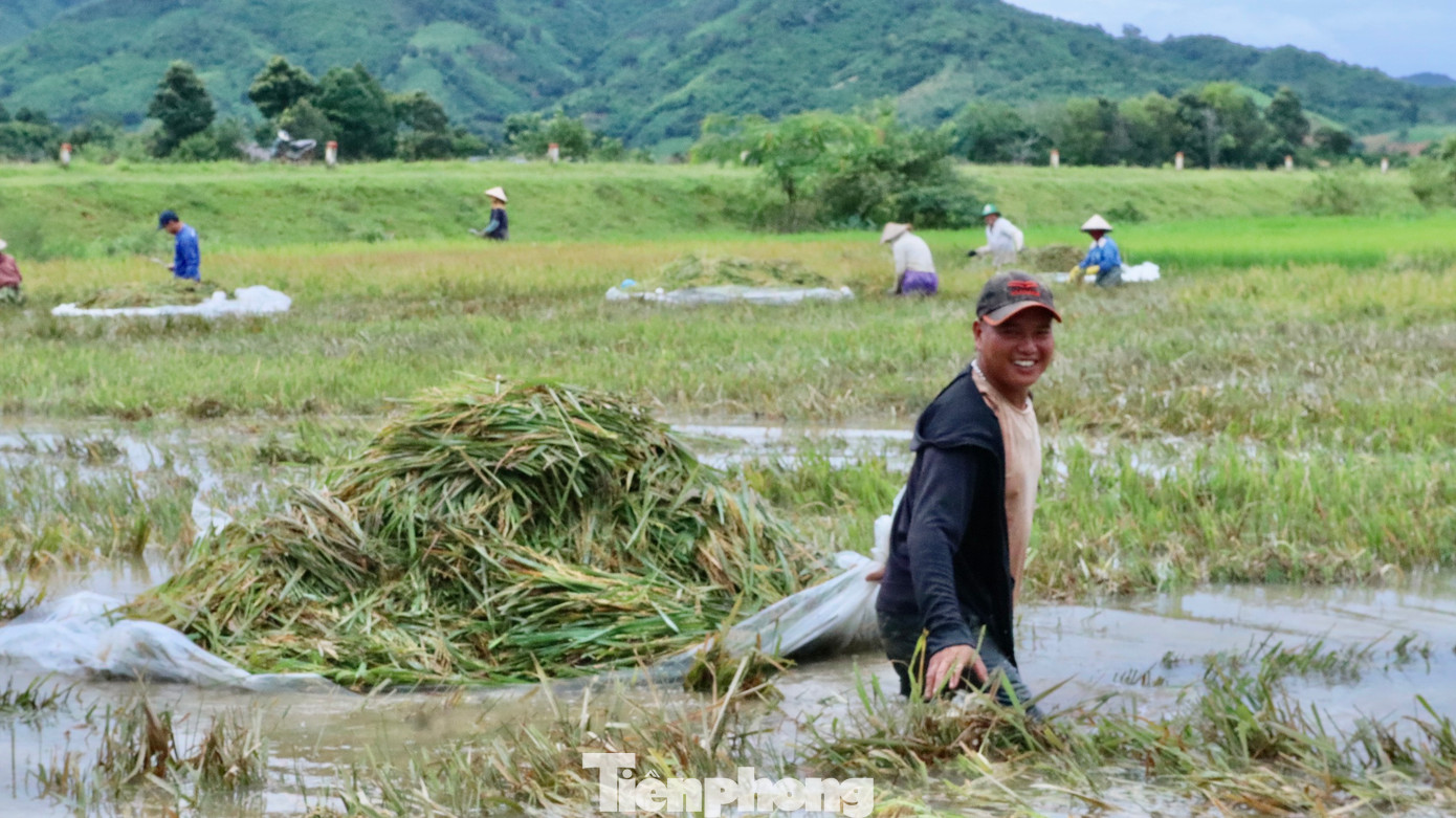 Ông Nguyễn Thành (xã Buôn triết) cho hay, nước đột ngột dâng cao nhấn chìm 3 sào lúa gần đến ngày thu hoạch. Từ sáng sớm, nhiều gia đình trong xã khẩn trương ra đồng gặt lúa, nếu để lúa ngâm nước lâu sẽ nảy mầm, mất trắng vụ hè thu.