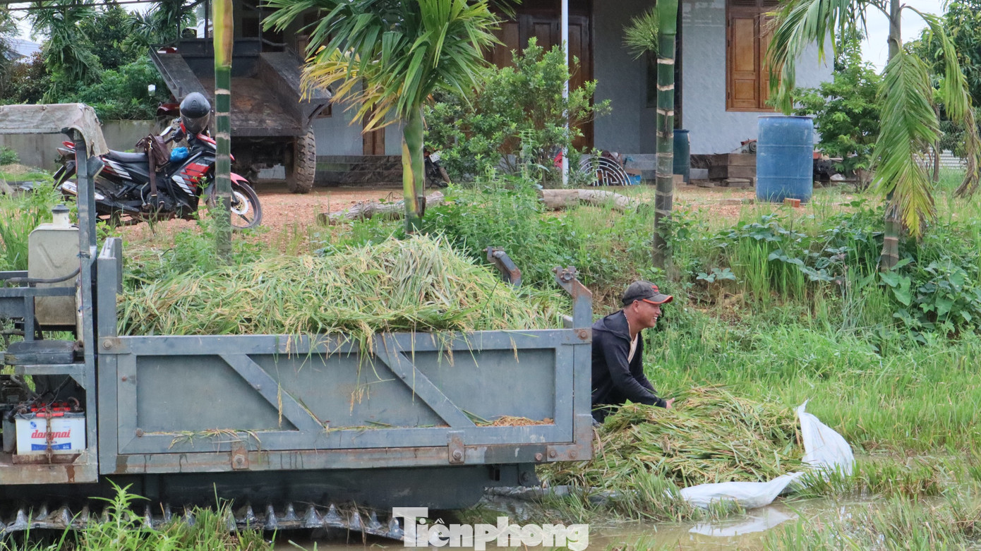 Sau một buổi thu hoạch, xe công nông chất đầy lúa ướt.
