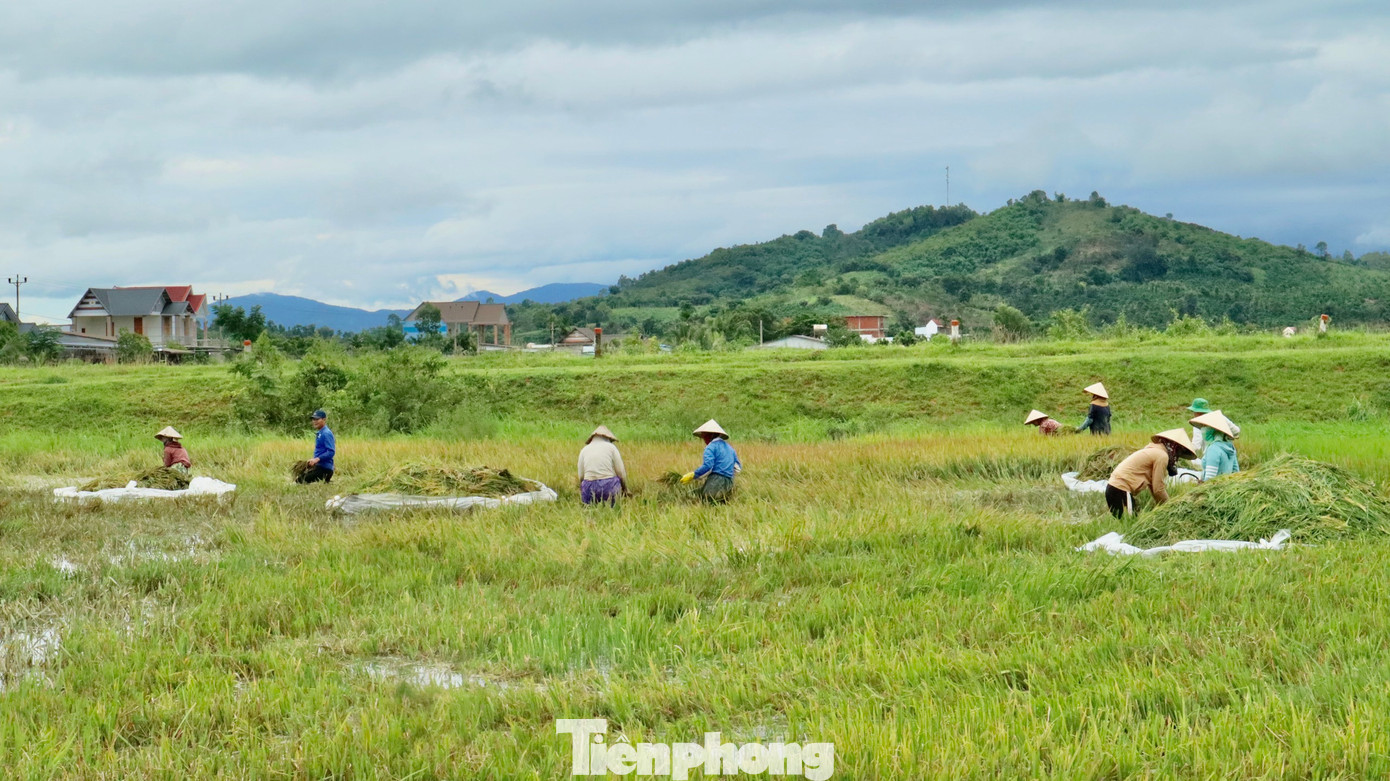 Nhiều hộ dân ra đồng từ sáng sớm để thu hoạch những diện tích lúa bị ngập nước
