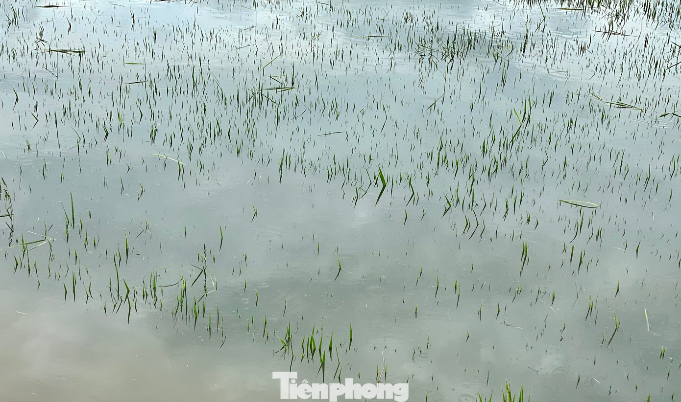 Năm 2023, người dân ở xã Buôn Triết (huyện Lắk, Đắk Lắk) gieo cấy vụ lúa Hè Thu trên diện tích khoảng 2.104 ha. Hiện nay, phần lớn diện tích lúa đang ở giai đoạn hóa đòng và trổ bông.