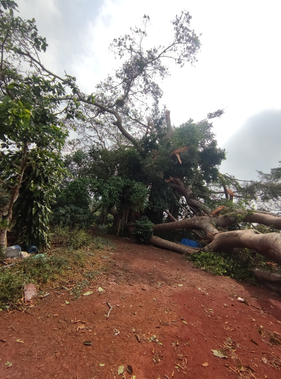 Cành cây bị gãy đổ