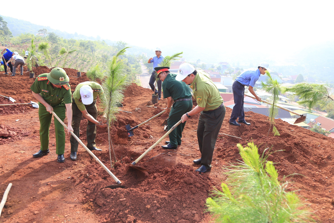 Loại cây được trồng chủ yếu là cây thông, cây sao Loại cây được trồng chủ yếu là cây thông, cây sao