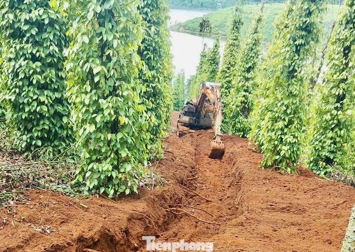 Đơn vị thi công tiến hành đào rãnh thoát nước mặt trên đồi. Đơn vị thi công tiến hành đào rãnh thoát nước mặt trên đồi.