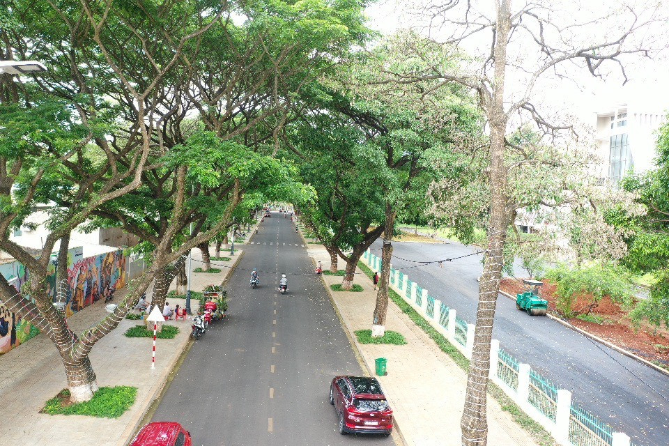 Đường Phan Đình Giót (TP. Buôn Ma Thuột) vốn gây ấn tượng với du khách khi đến đây để ngắm nhìn hàng cây cổ thụ, những bức tranh bích họa đậm đà bản sắc Tây Nguyên. Trên tuyến đường này cũng có vài cây hoa sữa có dấu hiệu chết bất thường.