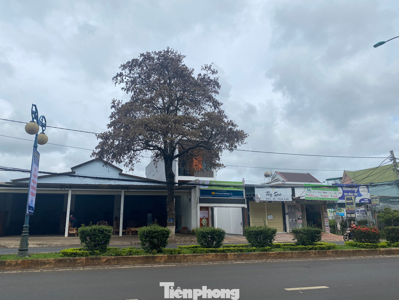 Một cây hoa sữa trên đường trên đường Nguyễn Lương Bằng (TP Buôn Ma Thuột) bị héo lá, khô cành