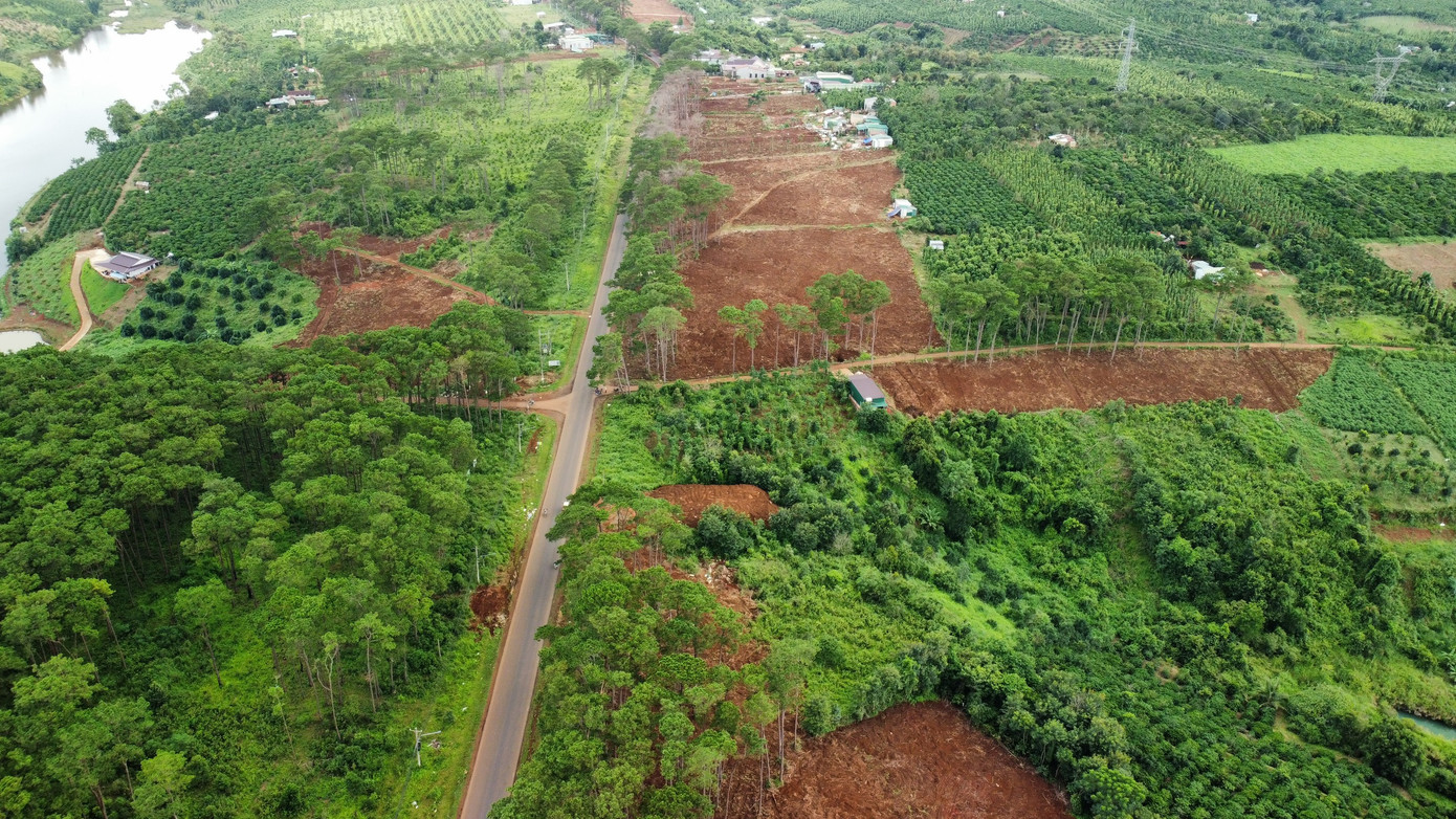Rừng thông dọc quốc quốc lộ 28