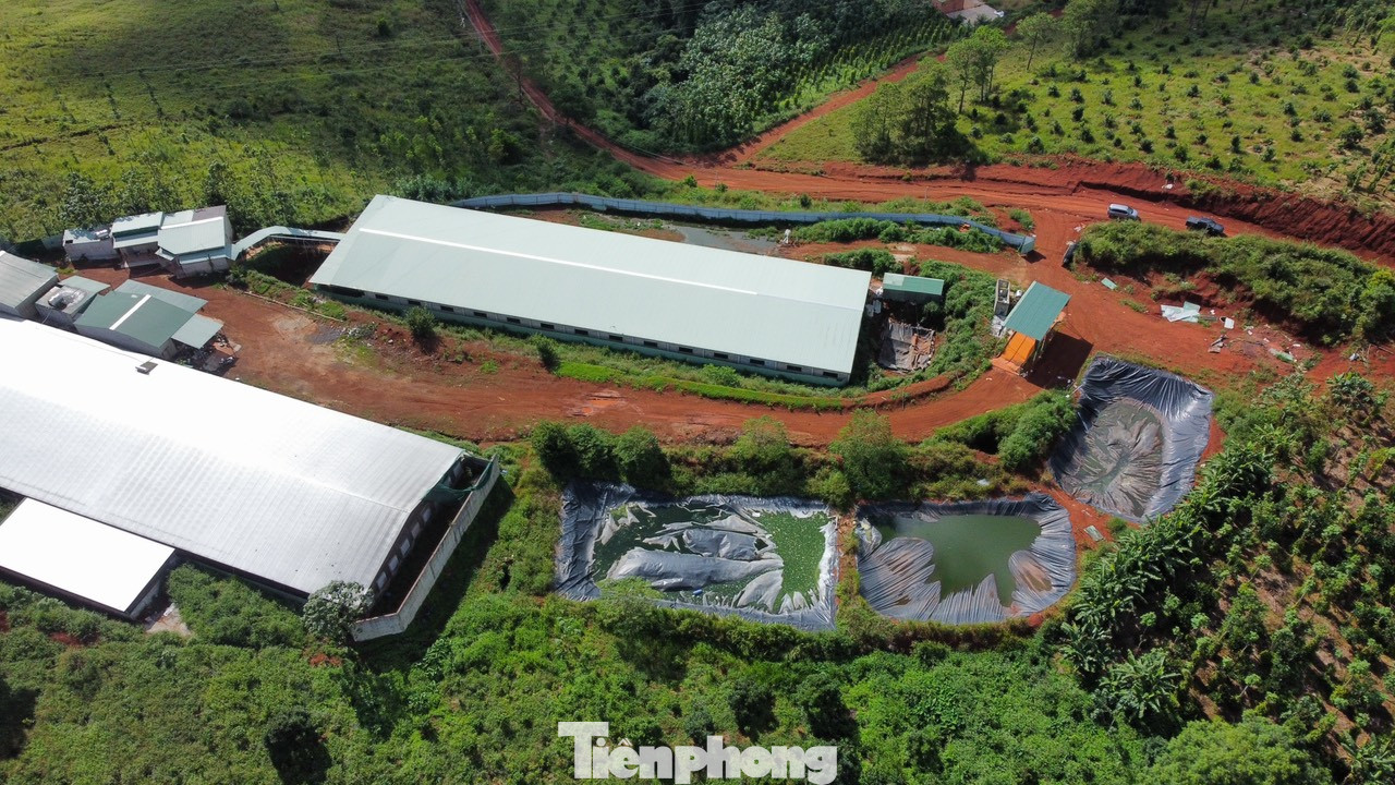 Một trang trại chăn nuôi heo trên địa bàn có hành vi xả nước thải ra ngoài môi trường Một trang trại chăn nuôi heo trên địa bàn có hành vi xả nước thải ra ngoài môi trường