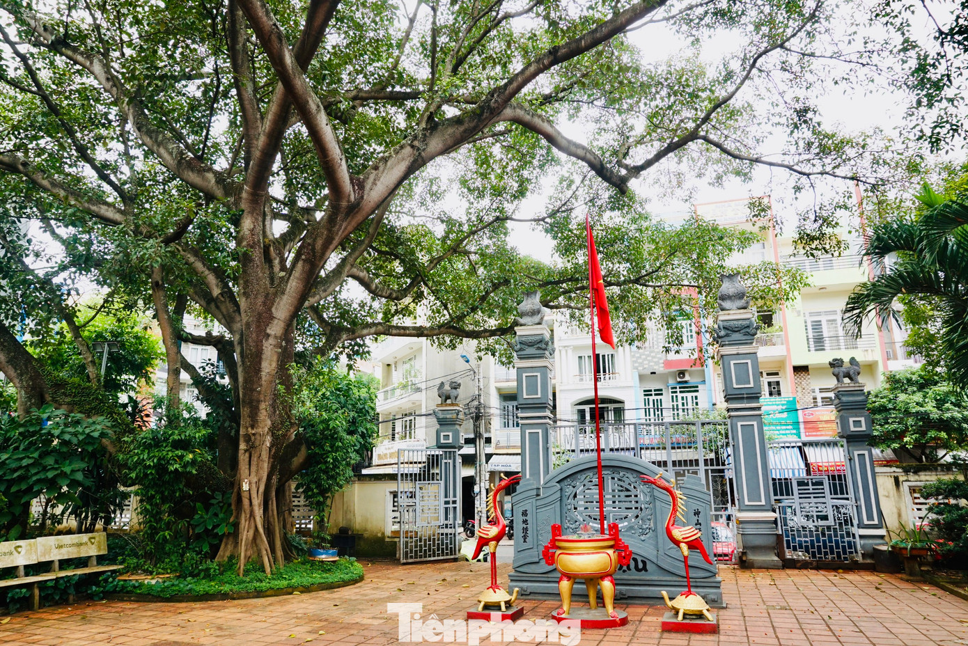 Cây đa cổ thụ mọc ở sân đình Lạc Giao.