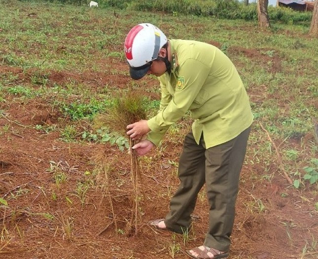 Thông non bị các đối tượng nhổ gốc khiến cây bị chết