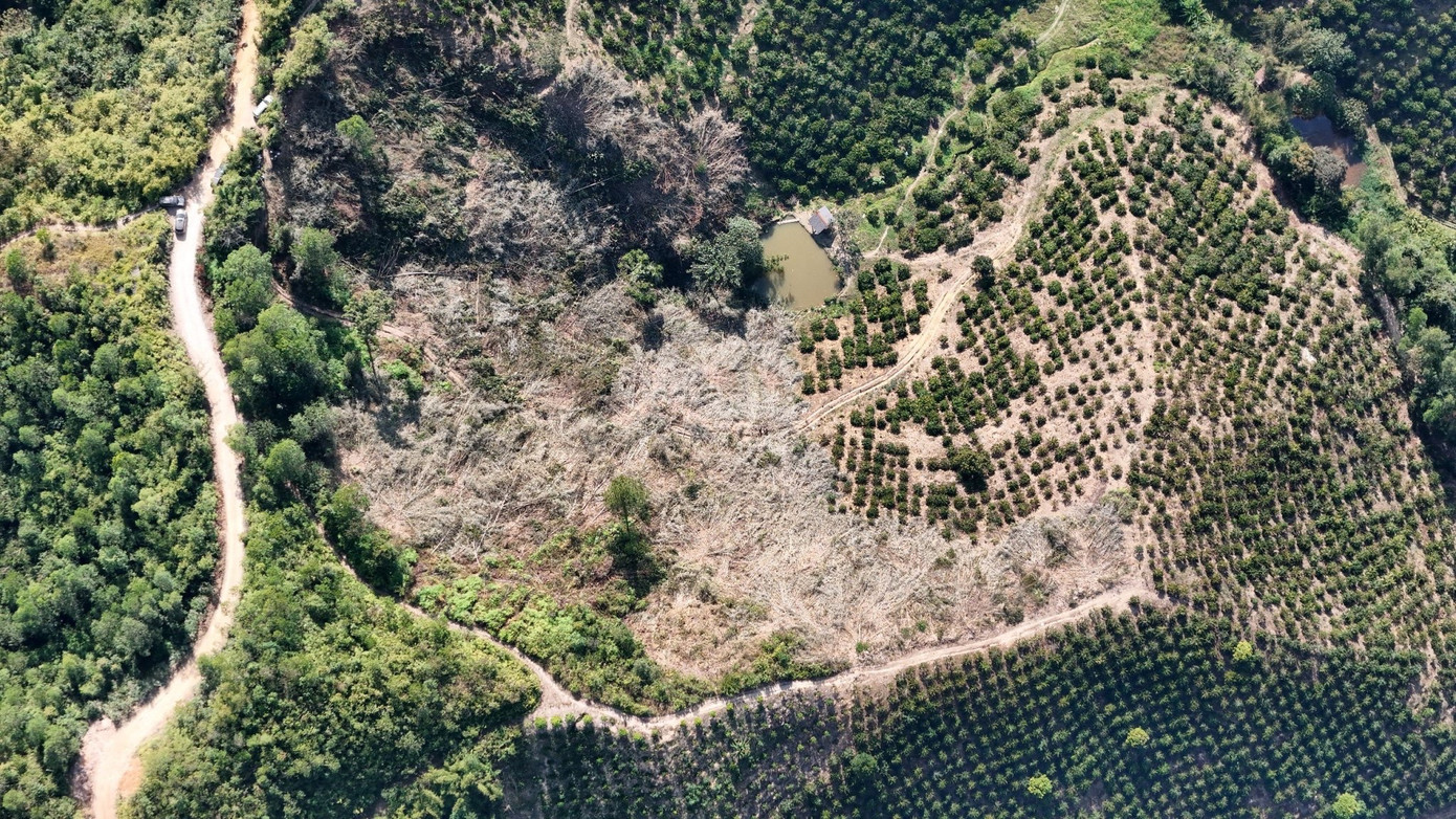 Diện tích rừng bị phá Diện tích rừng bị phá