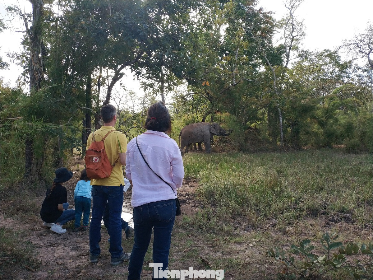 Chị Đinh Thùy Ngân (35 tuổi, Nam Định) cho biết, đây là lần đầu tiên mình cùng gia đình được vào Vườn Quốc gia Yok Đôn ngắm voi. Gia đình chứng kiến được sinh hoạt hằng ngày của voi.