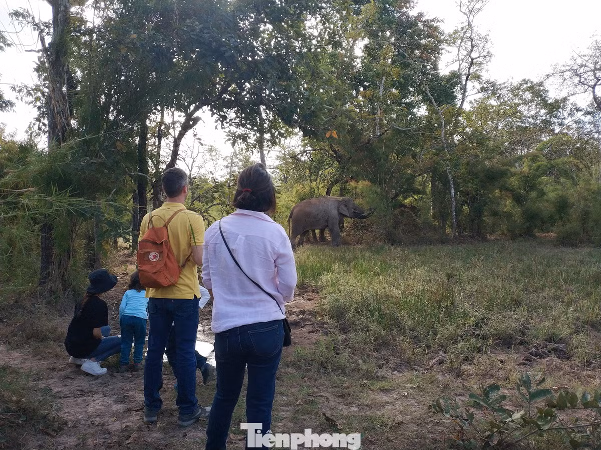 Chị Đinh Thùy Ngân (35 tuổi, Nam Định) cho biết, đây là lần đầu tiên mình cùng gia đình được vào Vườn Quốc gia Yok Đôn ngắm voi. Gia đình chứng kiến được sinh hoạt hằng ngày của voi.