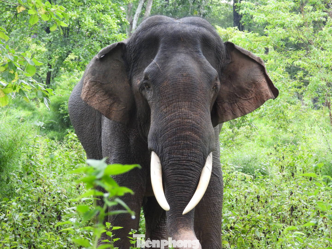 Voi đực Thông Ngân (28 tuổi) thỏa thích đi tìm thức ăn sau khi được đưa về Vườn Quốc gia Yok Đôn.