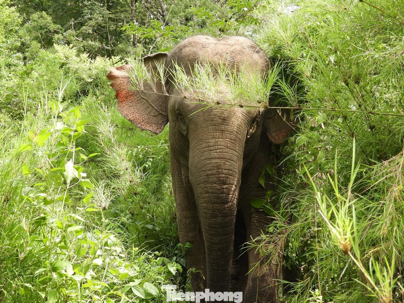 Các cá thể voi được thả ở những vùng rừng có nguồn thức ăn dồi dào, gần nguồn nước, kể cả trong mùa khô.
