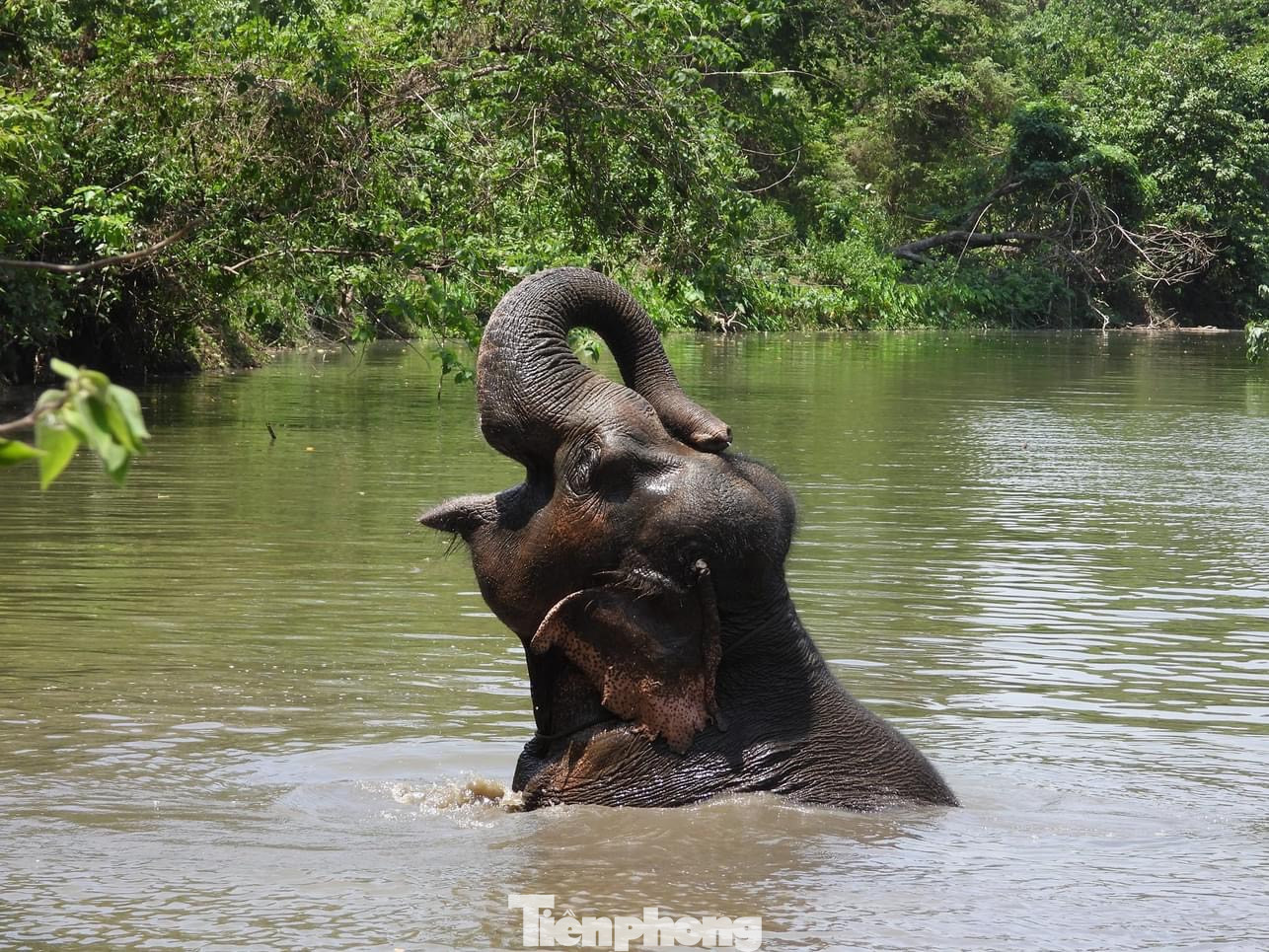 Voi cái Khăm Phanh (48 tuổi) thỏa thích ngâm mình dưới nước