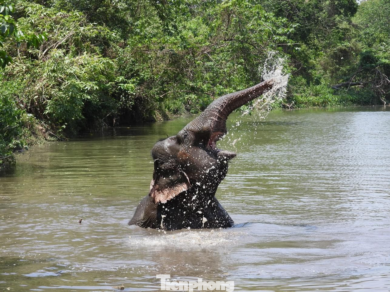 Voi Khăm Phanh dùng vòi phun nước