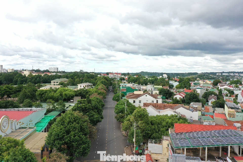 Hàng cây hoa sữa được trồng cách đây 30 năm trên đường Mai Hắc Đế (TP Buôn Ma Thuột) đồng loạt bị héo lá, khô cành