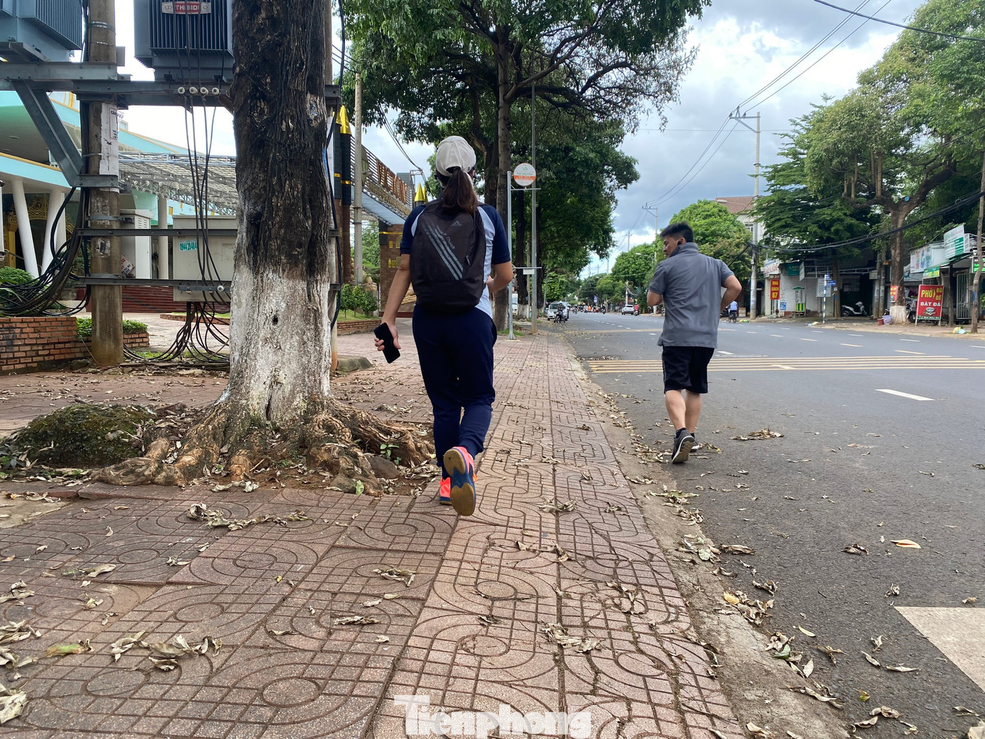 Dưới gốc cây hoa sữa, lá khô rụng rất nhiều