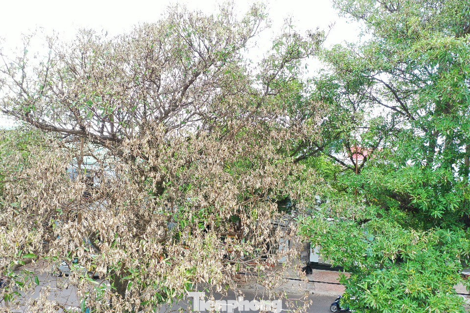 "Thành phố đã chỉ đạo cho Cty CP Đô thị và Môi trường Đắk Lắk tìm ra nguyên nhân vụ việc. Hiện, Cty CP Đô thị và Môi trường Đắk Lắk đang triển khai phun thuốc cho những cây hoa sữa", ông Trần Đức Nhật - Phó Chủ tịch UBND TP Buôn Ma Thuột nói.