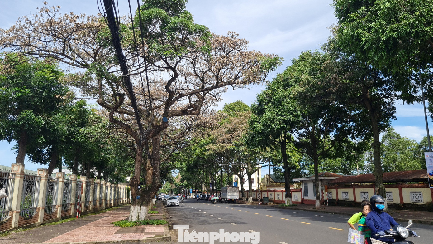Khoảng 1 tuần nay, hàng chục cây hoa sữa trên các tuyến đường ở TP. Buôn Ma Thuột như Y Wang, Nguyễn Công Trứ và Mai Hắc Đế bị héo lá, khô cành, có dấu hiệu chết bất thường.