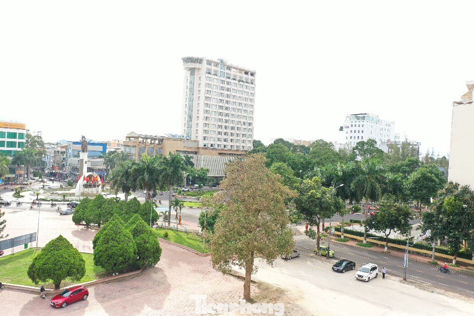 Cây hoa sữa lớn ở khuôn viên Trung tâm văn hóa tỉnh Đắk Lắk bị rụng lá, có dấu hiệu chết bất thường.