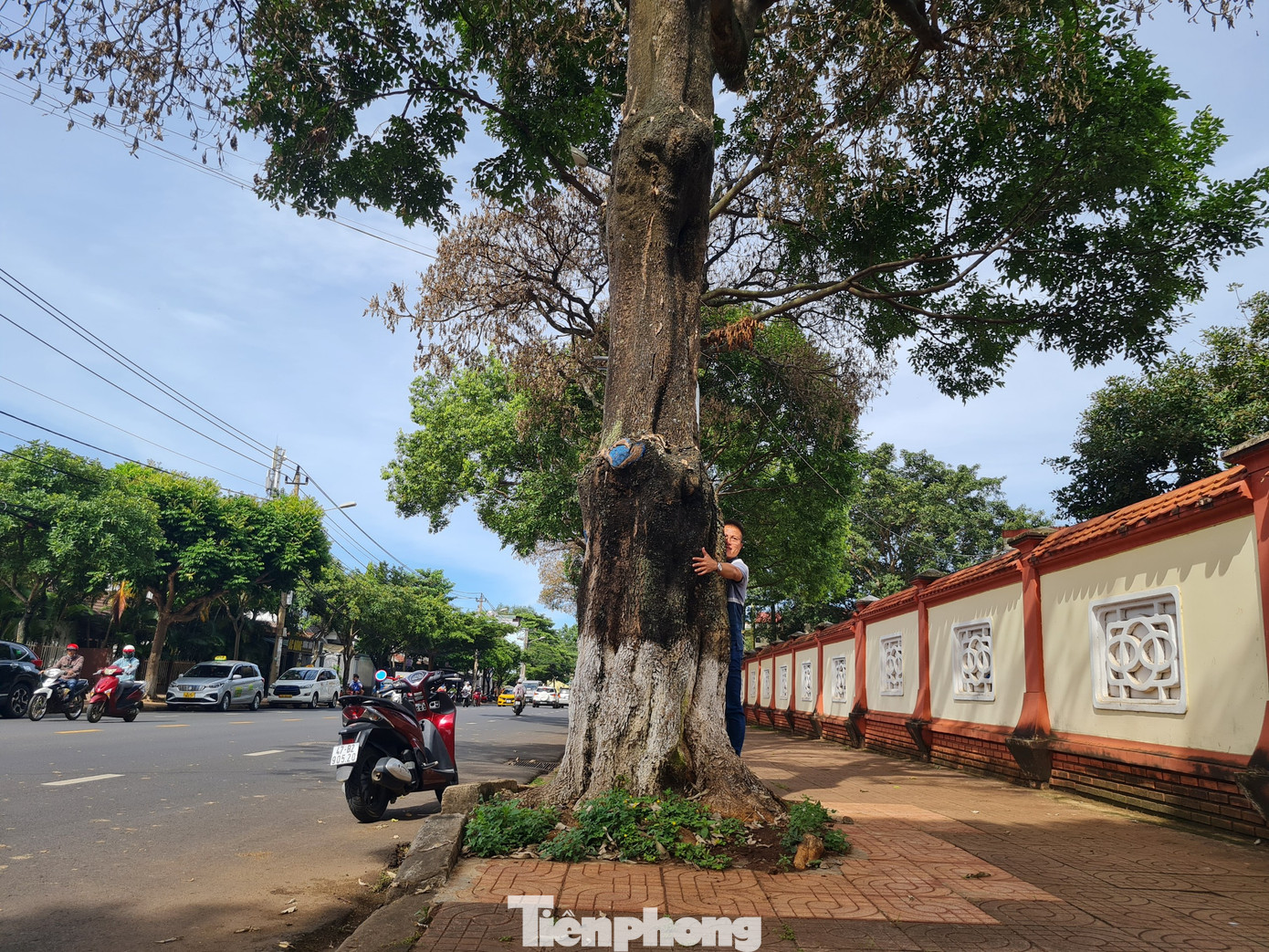 Những cây hoa sữa này được trồng cách đây 30 năm.