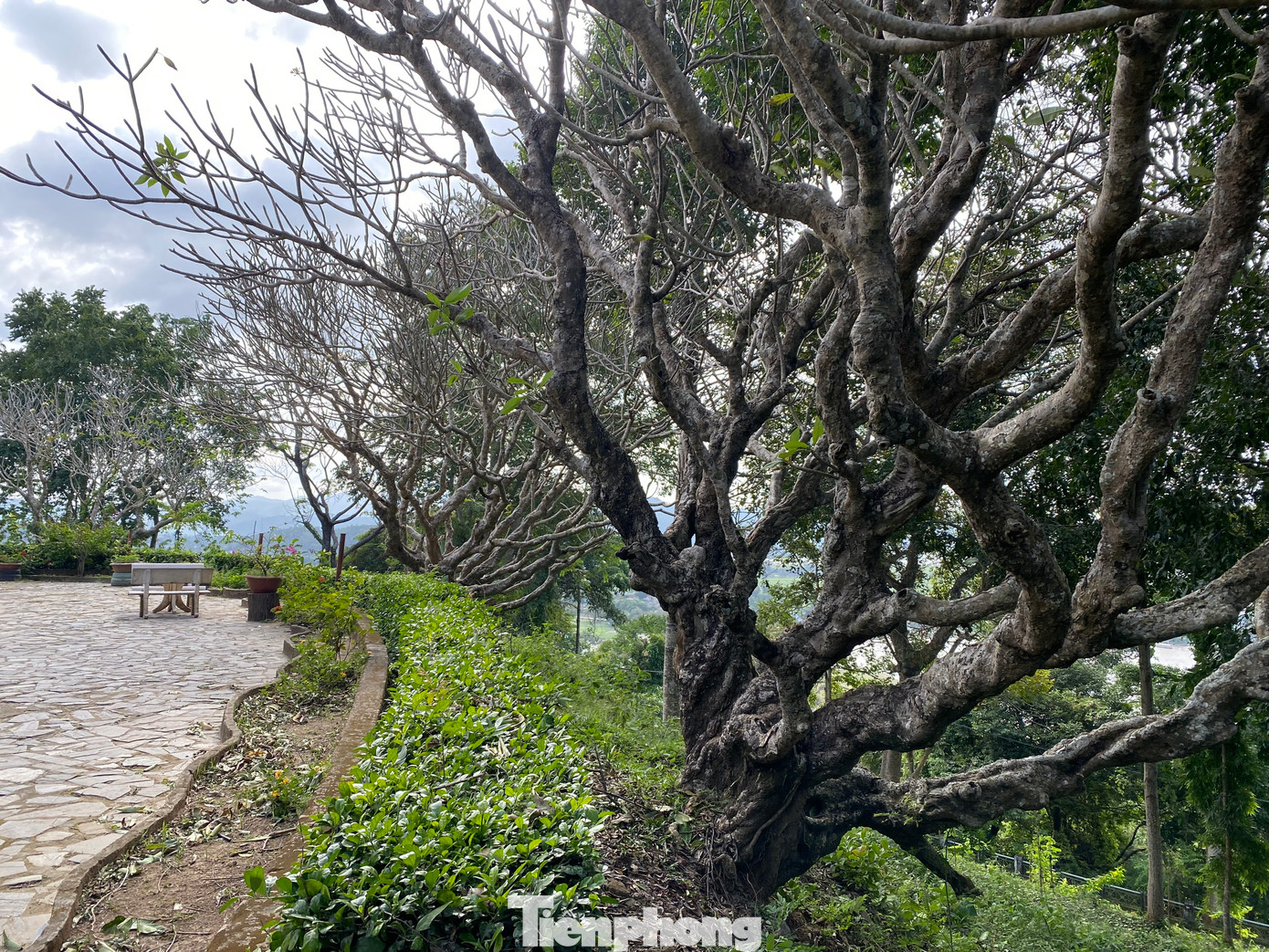 Bà H'Len HMok, nhân viên biệt điện Bảo Đại cho biết, khu vực khuôn viên biệt điện có 13 cây sứ hơn trăm tuổi. "13 cây sứ này nói về dấu mốc quan trọng của vua Bảo Đại như: Vua Bảo Đại sinh năm 1913, lên ngôi năm 13 tuổi và vị vua thứ 13 nhà Nguyễn", bà H'Len HMok cho biết thêm.