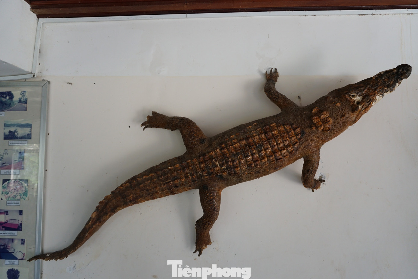 Tiêu bản của một con cá sấu bắt được ở hồ Lắk.