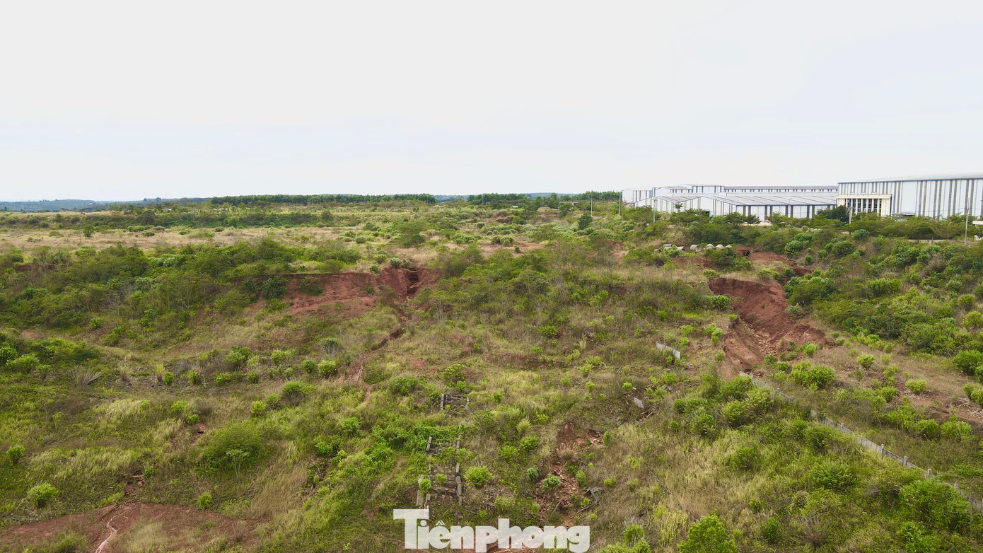 Cây mọc um tùm trên bờ kè.