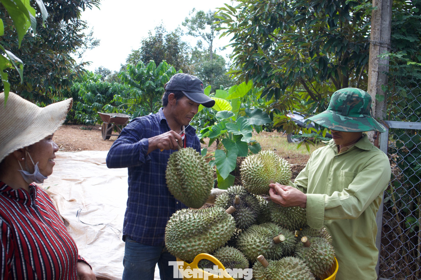 Thương lái thu mua sầu riêng tại vườn của nông dân. Thương lái thu mua sầu riêng tại vườn của nông dân.