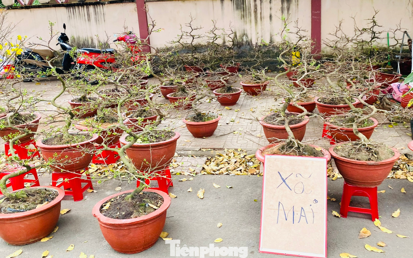 Sạp hoa mai điều chỉnh giá bán