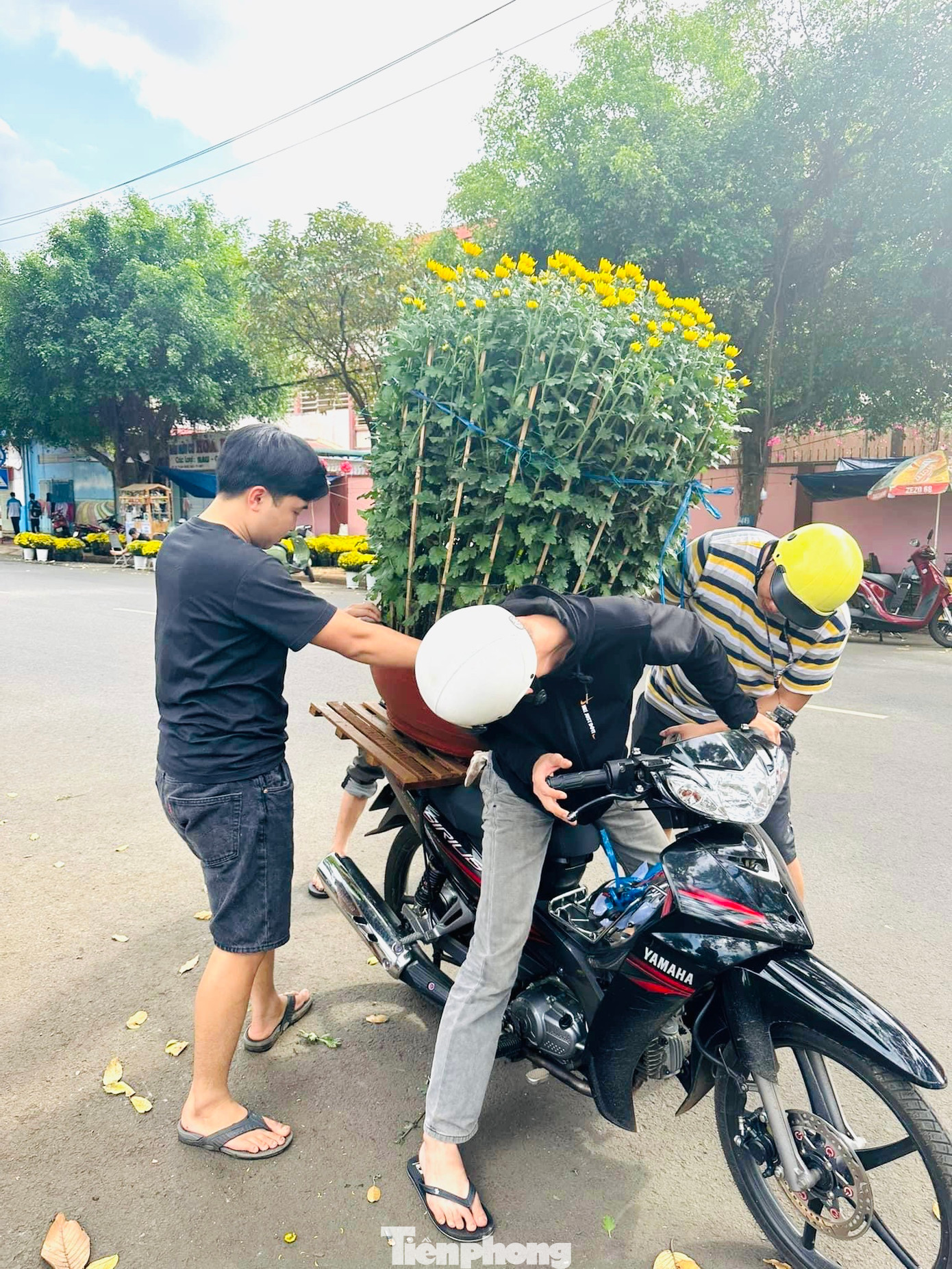 Theo anh Quý (TP.Buôn Ma Thuột), các chậu cúc, mai ở đây rất lớn nên khách thường thuê xe chở về tận nhà. Mỗi lần chở có giá từ 50 ngàn đến vài trăm ngàn đồng tùy khoảng cách gần xa và số lượng hàng phải chở. Ai chịu khó, một mùa Tết có thể kiếm được khoảng 6 -10 triệu đồng.