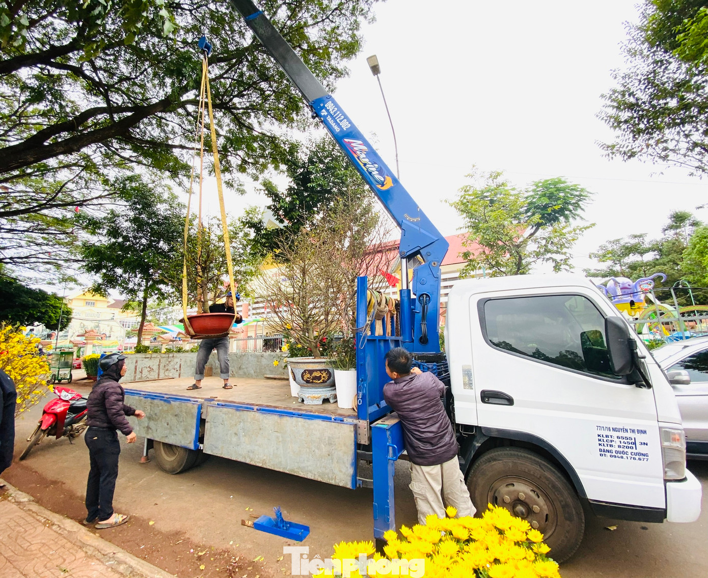 Để vận chuyển các cây Mai, đào cổ thụ, khách hàng phải gọi xe cẩu, giá dao động từ 500 ngàn - 1 triệu đồng/chuyến trong nội thành Buôn Ma Thuột. Nếu đi các huyện khác thì tùy vào quãng đường mà giá có thể tăng hơn.