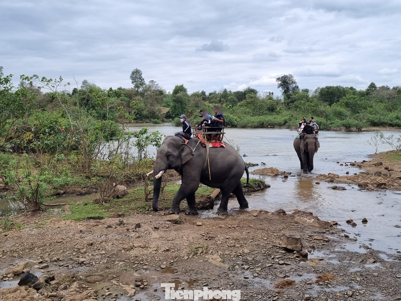 Hai con voi hì hục chở khách tại Trung tâm du lịch Cầu treo Buôn Đôn Hai con voi hì hục chở khách tại Trung tâm du lịch Cầu treo Buôn Đôn